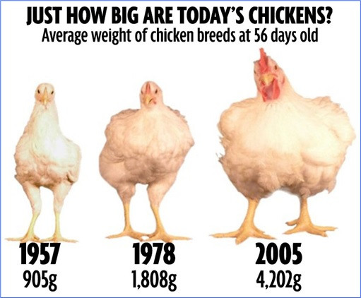 Average Weight Of A Whole Chicken
 Chicken Size Changes 1957 1978 2005 For Healthy Lifestyle