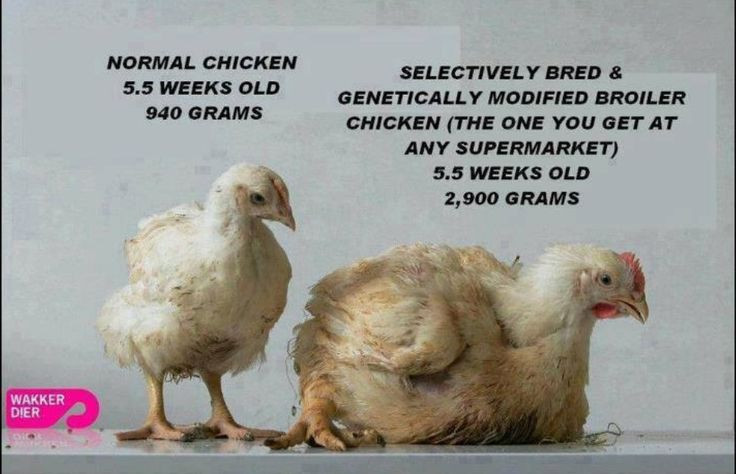Average Weight Of A Whole Chicken
 19 best images about Gmo free on Pinterest