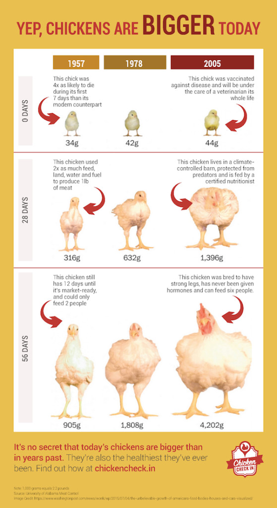 Average Weight Of A Whole Chicken
 Why are Today s Chickens Bigger