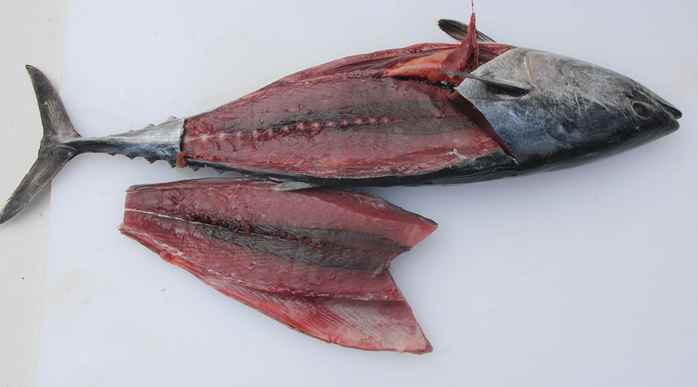 Bonita Fish Recipes
 How to Make Strip Baits for fshore Trolling
