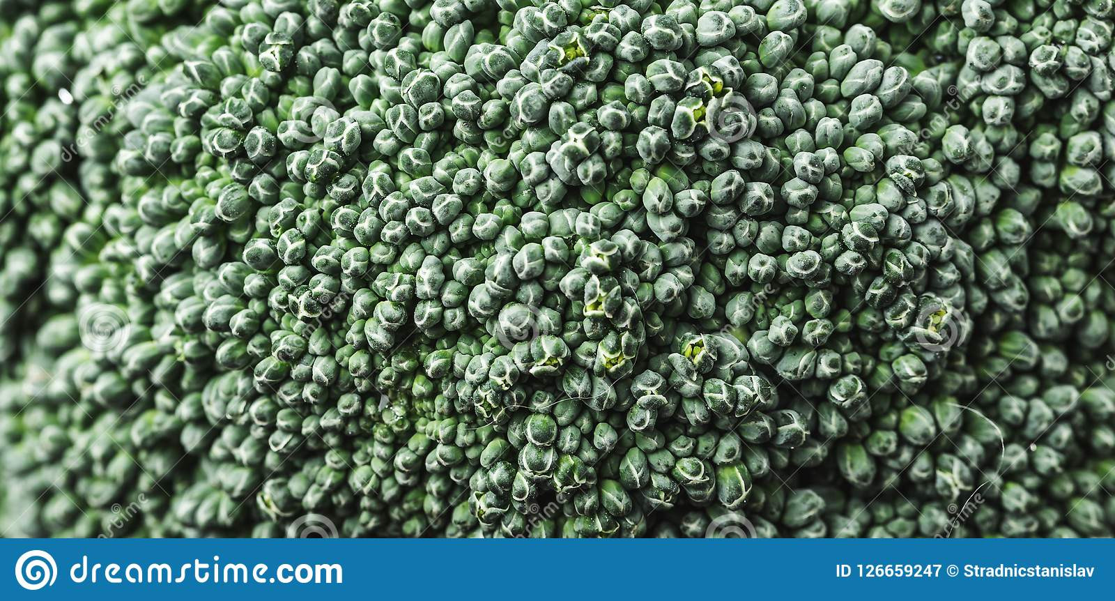 Broccoli Dietary Fiber
 Broccoli graphed Macro Green Background Ve able