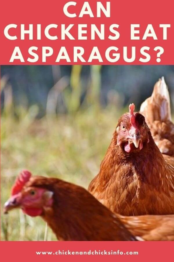 Can Chickens Eat asparagus New Can Chickens Eat asparagus Benefits How to Feed