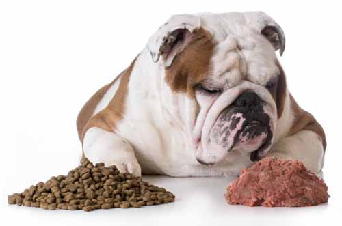 Can Dogs Eat Ground Beef Luxury Can Dogs Eat Hamburger Meat