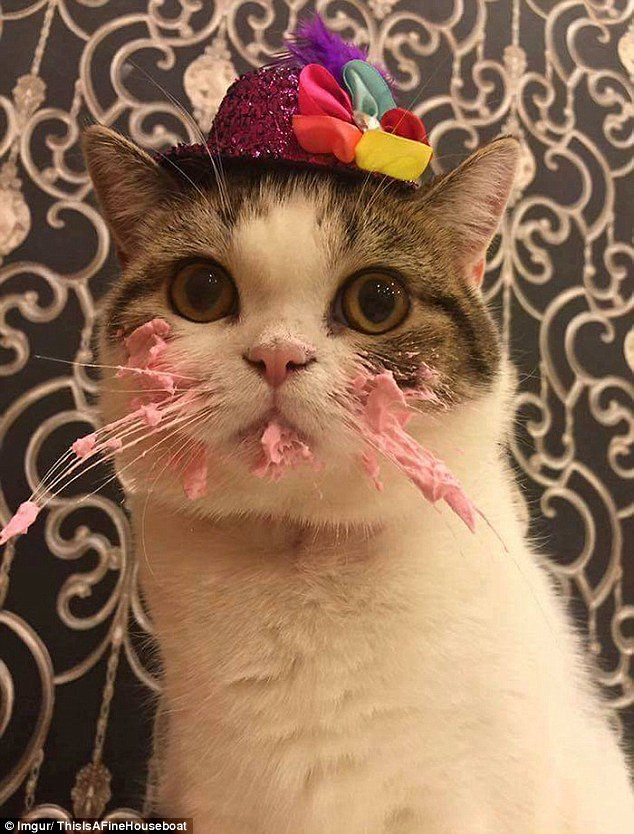 Cat Birthday Cake
 Cute photos of a cat eating a pink birthday cake go viral