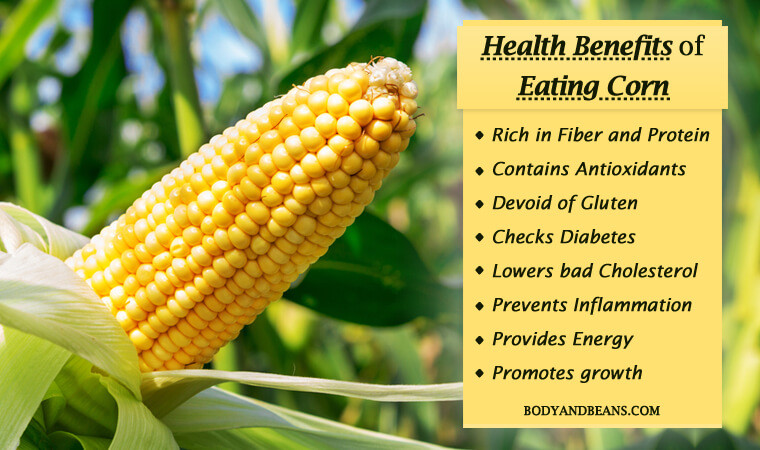 Corn Fiber Content
 Health Benefits of Corn Rich in Fiber Protein and