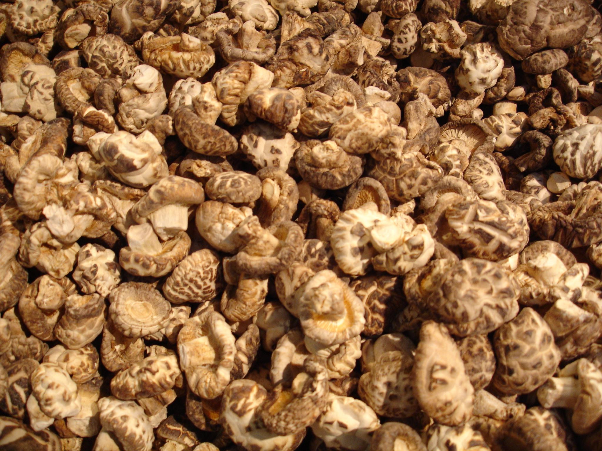 Dehydrated Shiitake Mushrooms
 Medicinal Mushrooms