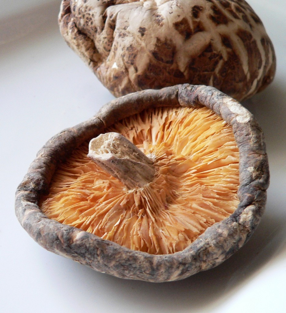 Dehydrated Shiitake Mushrooms
 How to Grow Mushrooms – Shiitake Mushrooms Agroforestry