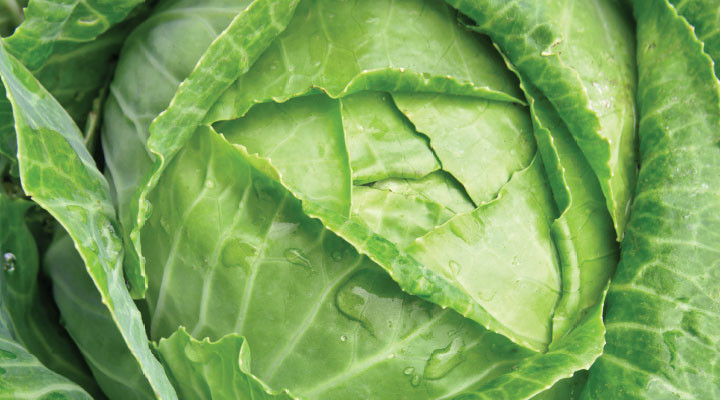 Does Cabbage Have Fiber
 Cabbage fiber protein good for heart health Life Extension