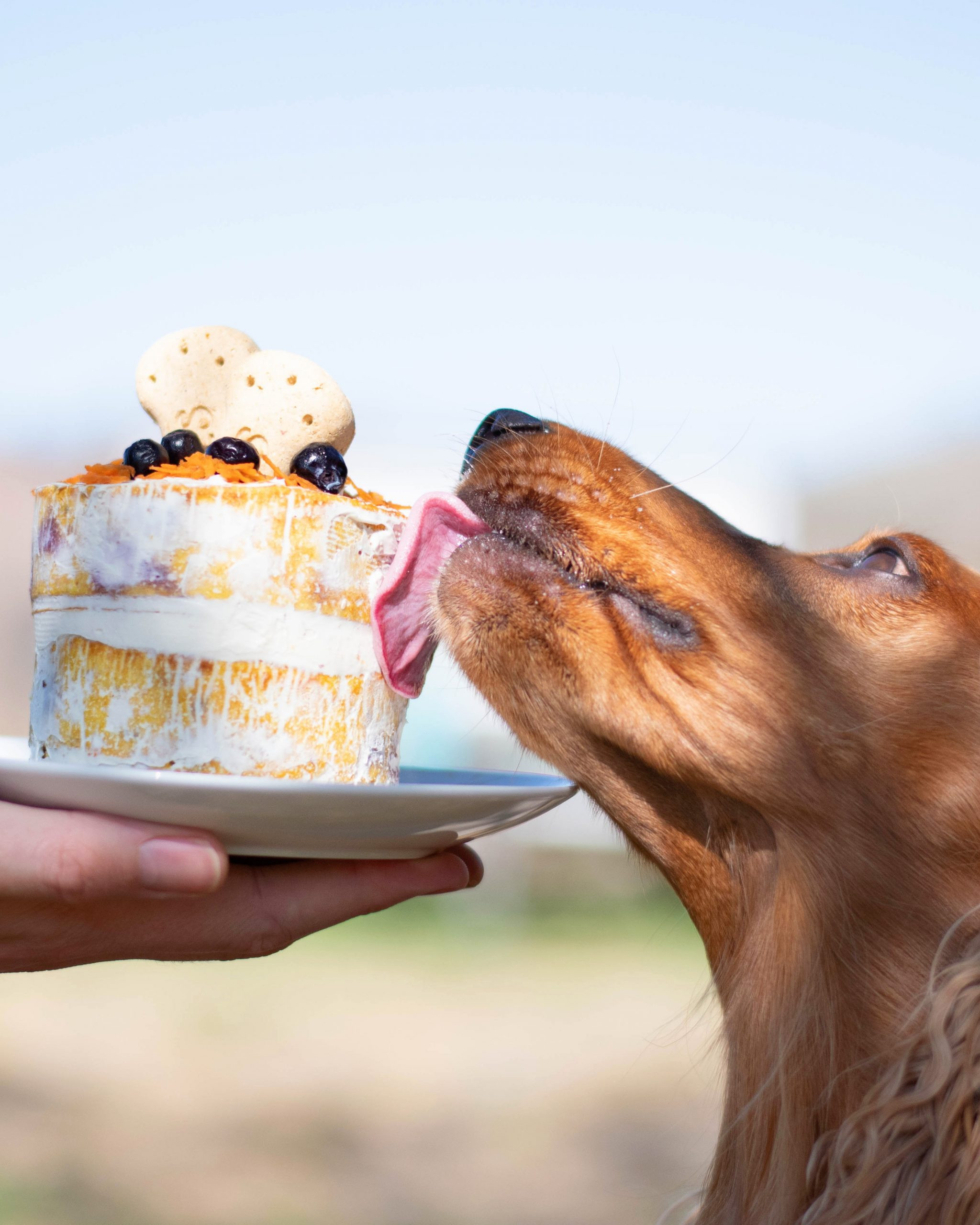 Dog Birthday Cake Recipe Without Peanut Butter
 9 Dog Birthday Cake Recipes Without Peanut Butter Hey