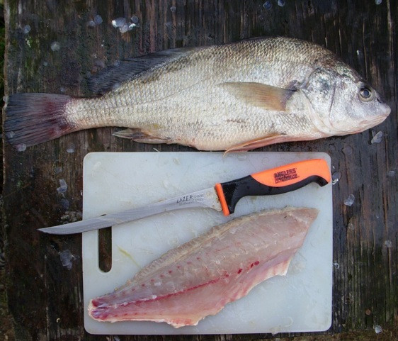 Drum Fish Recipes
 Art Lander s Outdoors Freshwater drum a largely