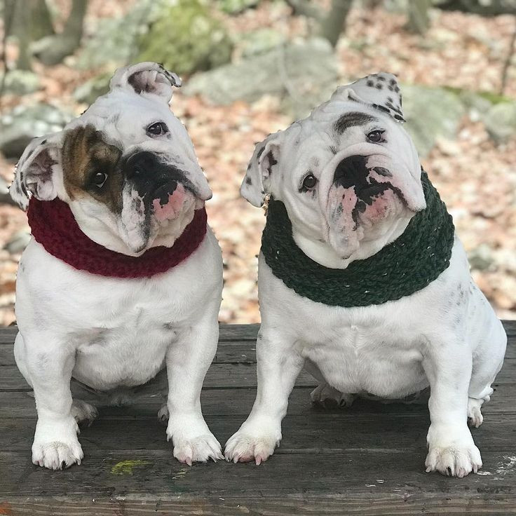 Eggnog The Bulldog
 Eggnog and Igloo 🎄☃ on Instagram “Twinning Tuesday 