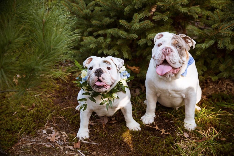 Eggnog The Bulldog
 Make Your Winter Wedding Truly Magical With These