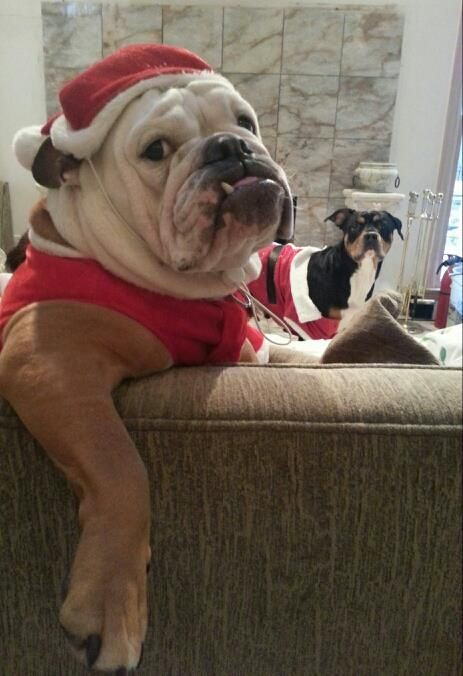 Eggnog The Bulldog
 202 best images about Animal pics on Pinterest