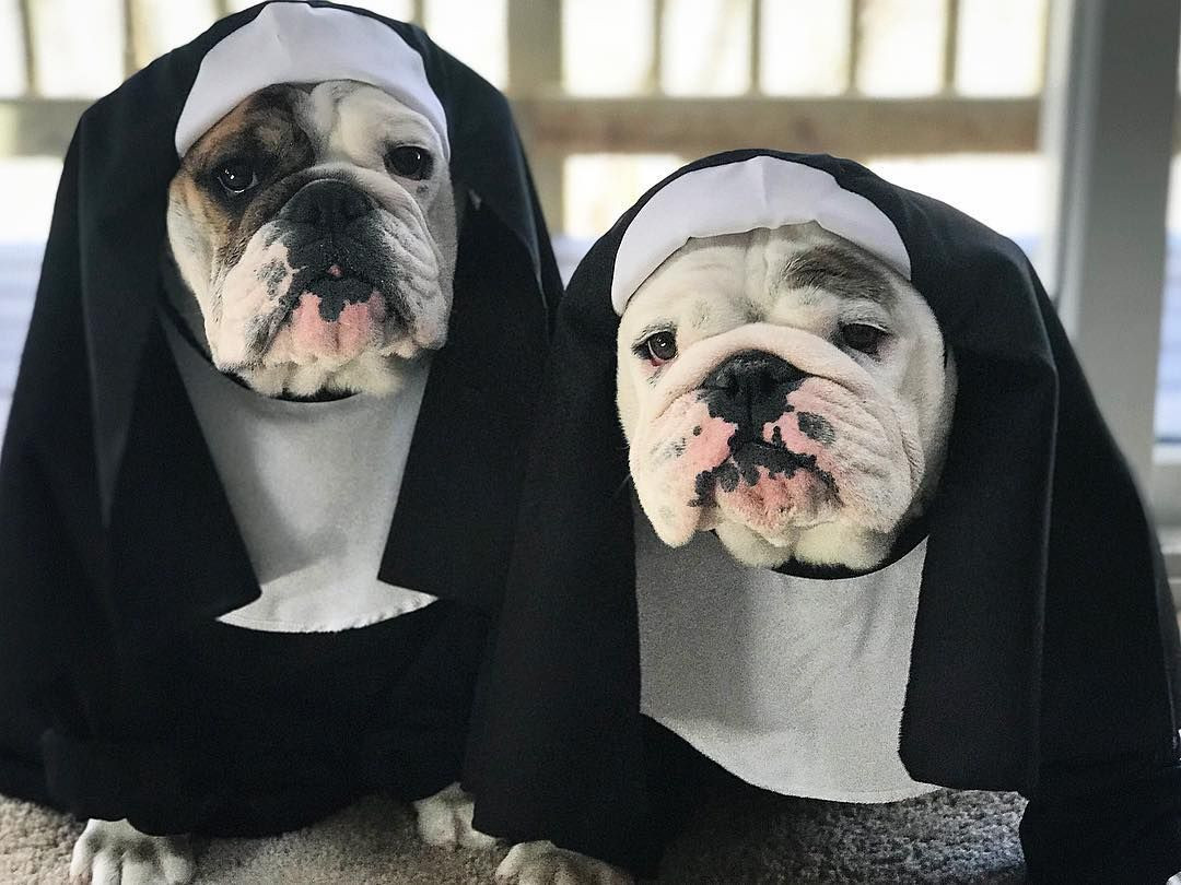 Eggnog The Bulldog
 Eggnog and Igloo 🎄☃ on Instagram “Having a "sister
