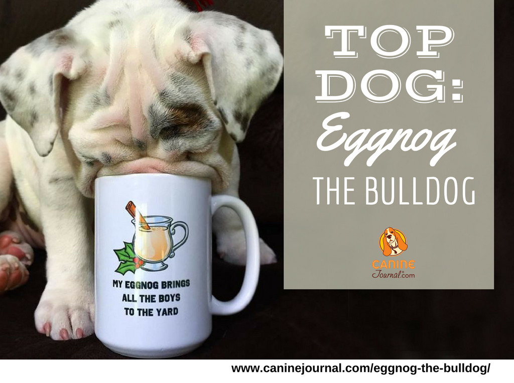 Eggnog The Bulldog
 Pin on Dog Stories