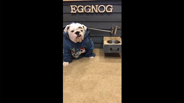 Eggnog The Bulldog
 Bulldog s water on tap from custom doghouse
