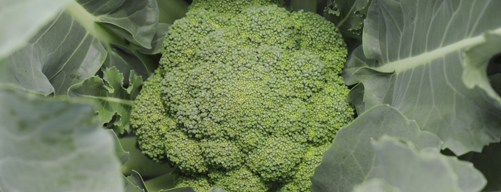 Fiber In Broccoli
 Broccoli A High Fiber Nutrient Dense Food