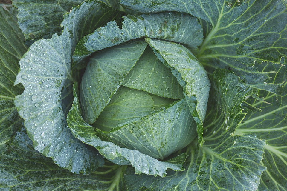 Fiber In Cabbage
 fiber cabbage falafelandcaviar