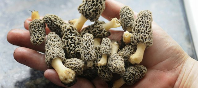 Grey Morel Mushrooms
 Open season on mushrooms LJWorld
