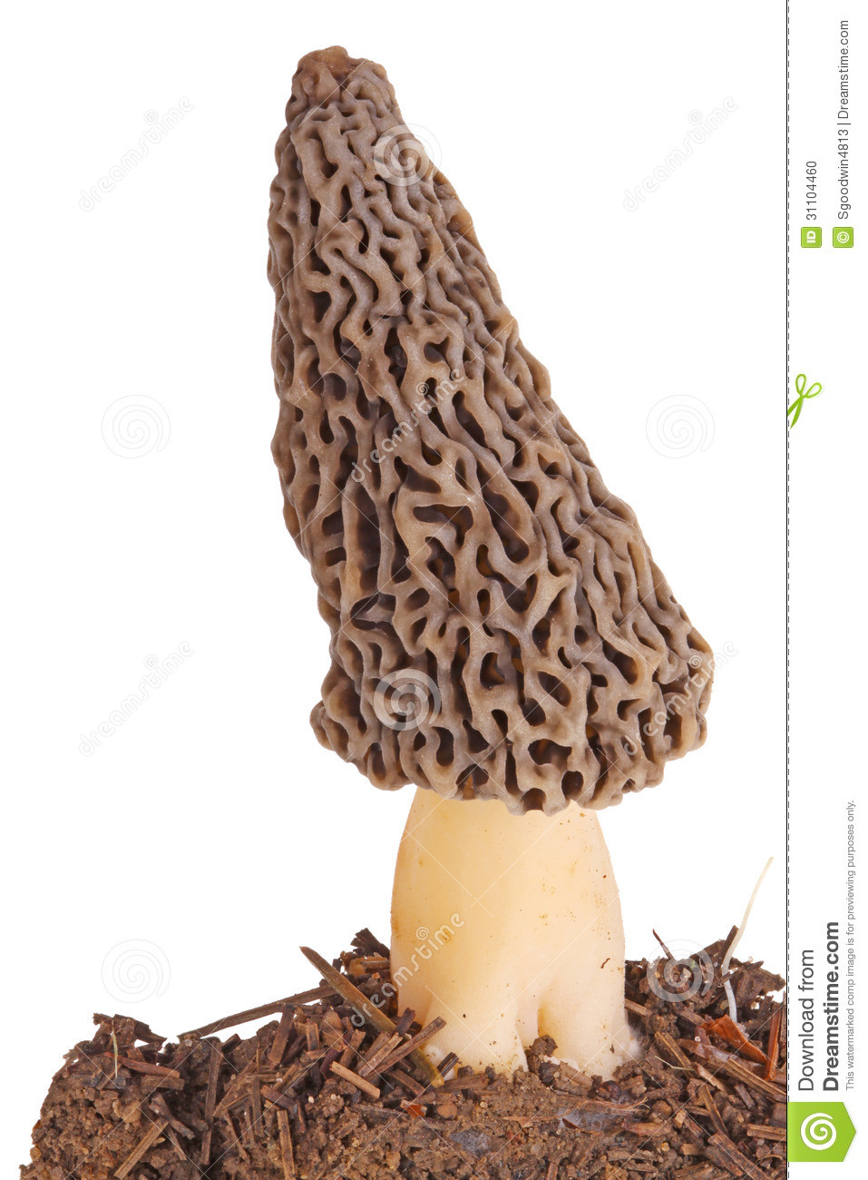 Grey Morel Mushrooms
 Gray Morel Mushroom And Substrate Isolated White Stock