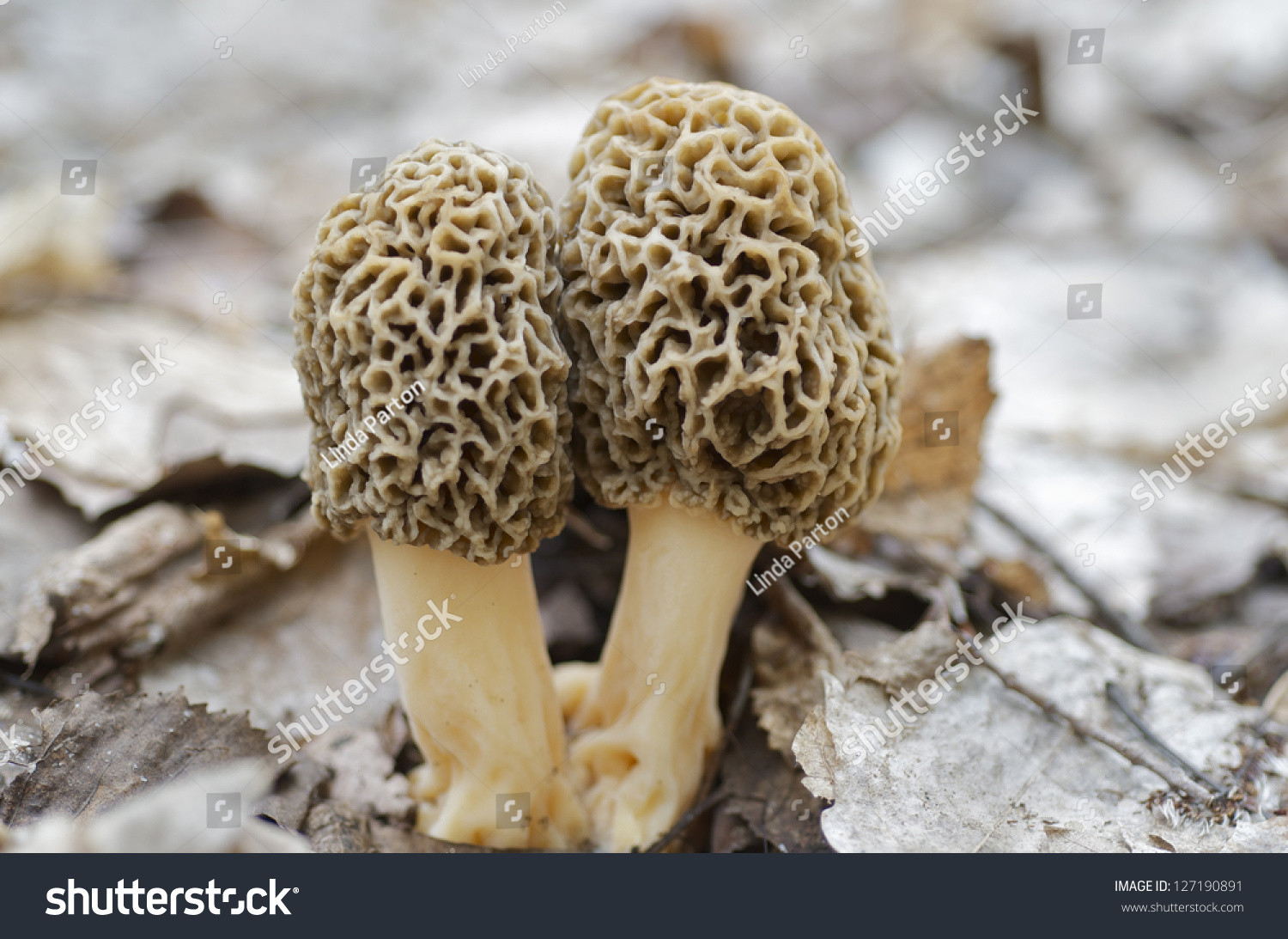 Grey Morel Mushrooms
 Grey Morel Mushrooms Stock Shutterstock