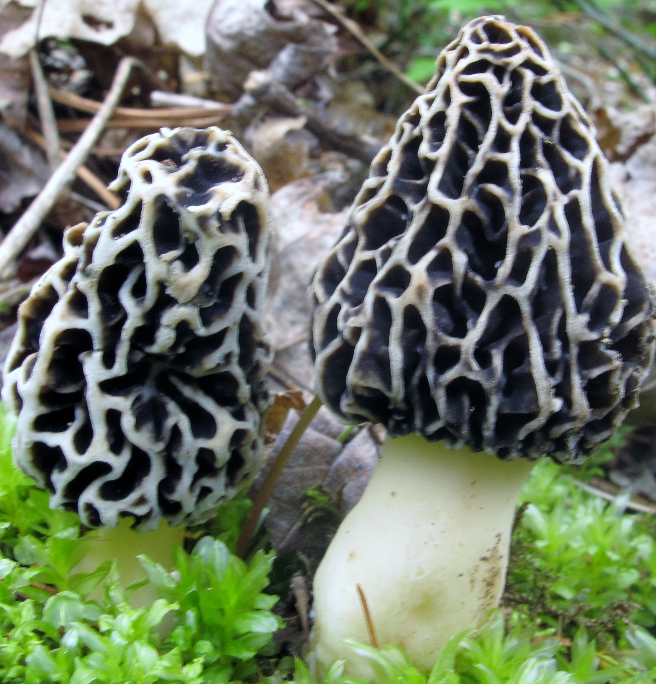 Grey Morel Mushrooms
 Morels and How to Find Them