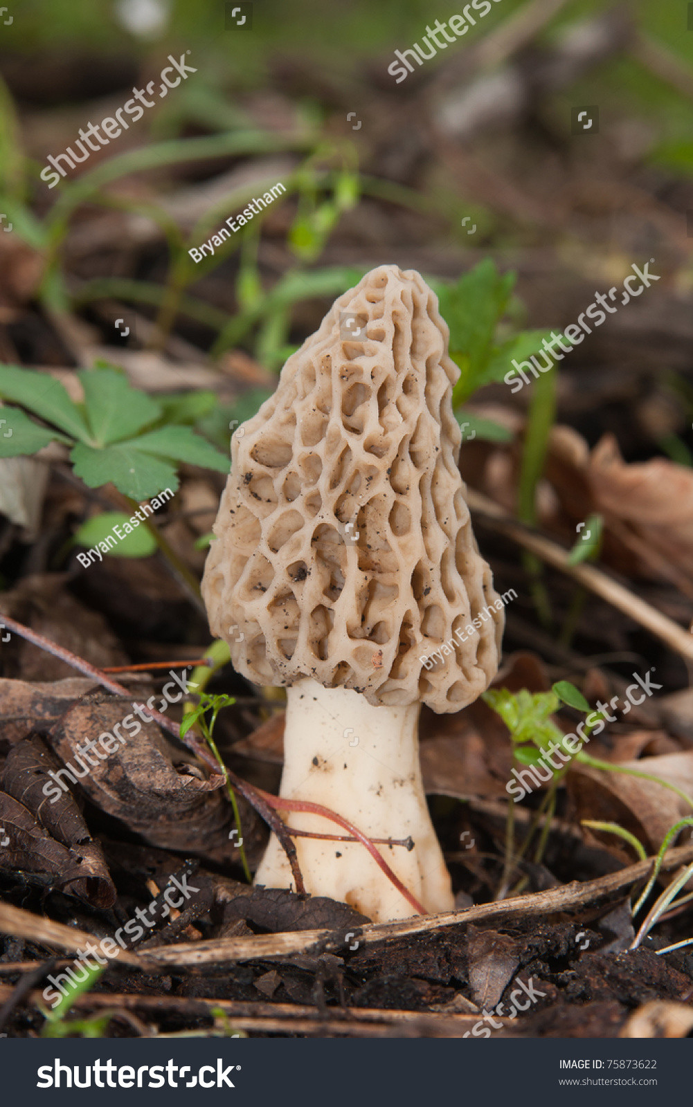 Grey Morel Mushrooms
 Gray Morel Mushroom Stock Shutterstock