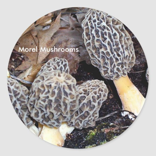Grey Morel Mushrooms
 Grey Morels Morel Mushrooms Classic Round Sticker