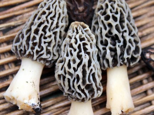 Grey Morel Mushrooms
 Morel mushroom hunting Be e an expert in 1 day