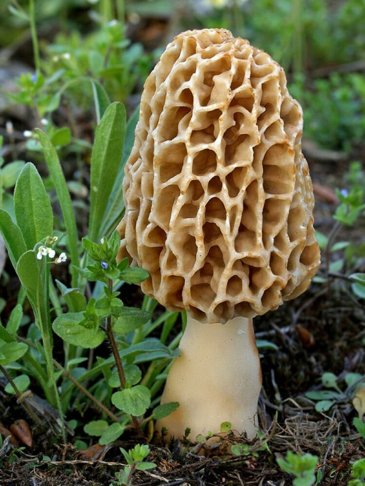 30 Best Ideas Grow Morel Mushrooms  Best Recipes Ideas and Collections