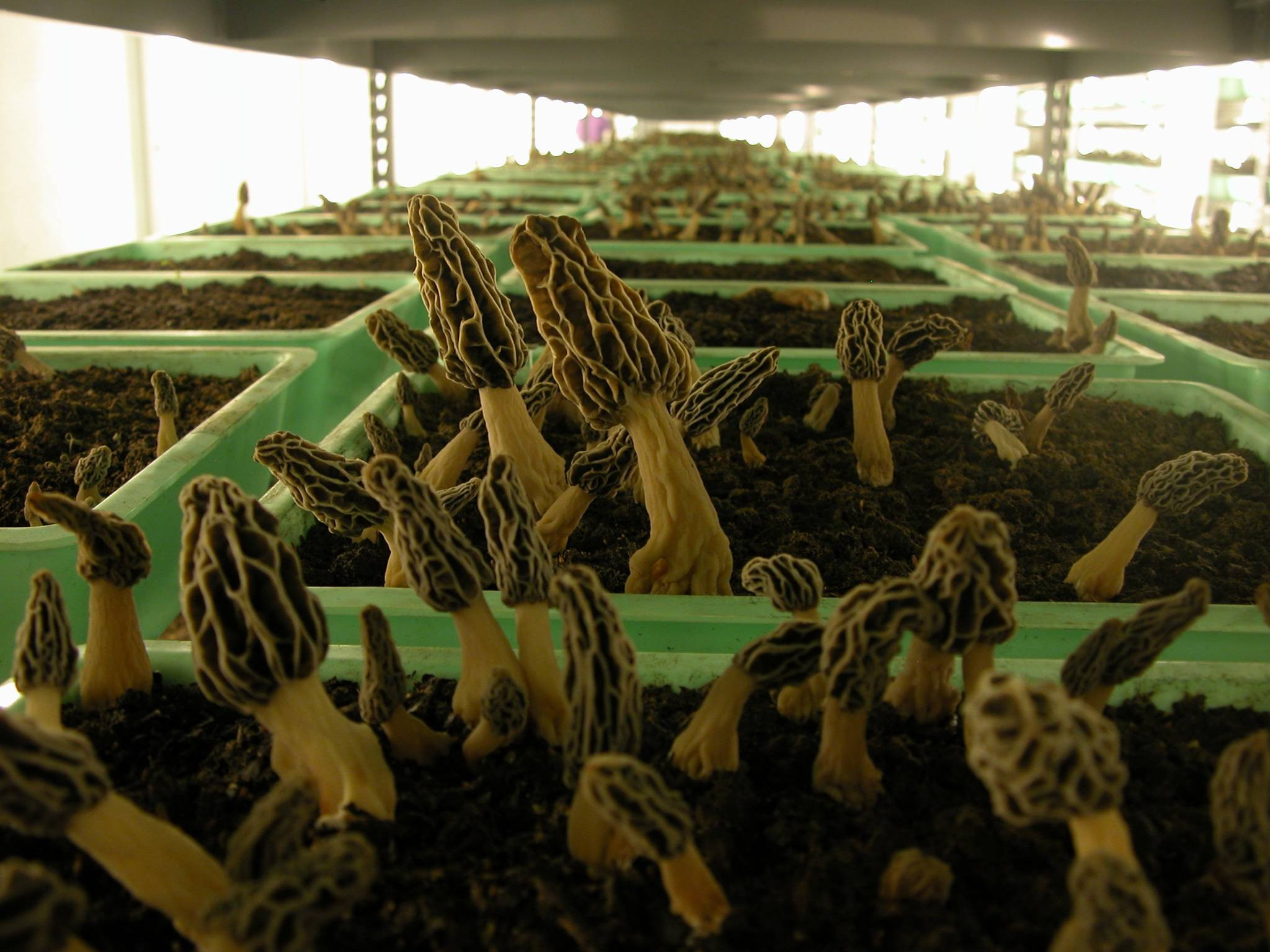 Grow Morel Mushrooms
 Black Morel syringe from Spore101 Mushroom Cultivation