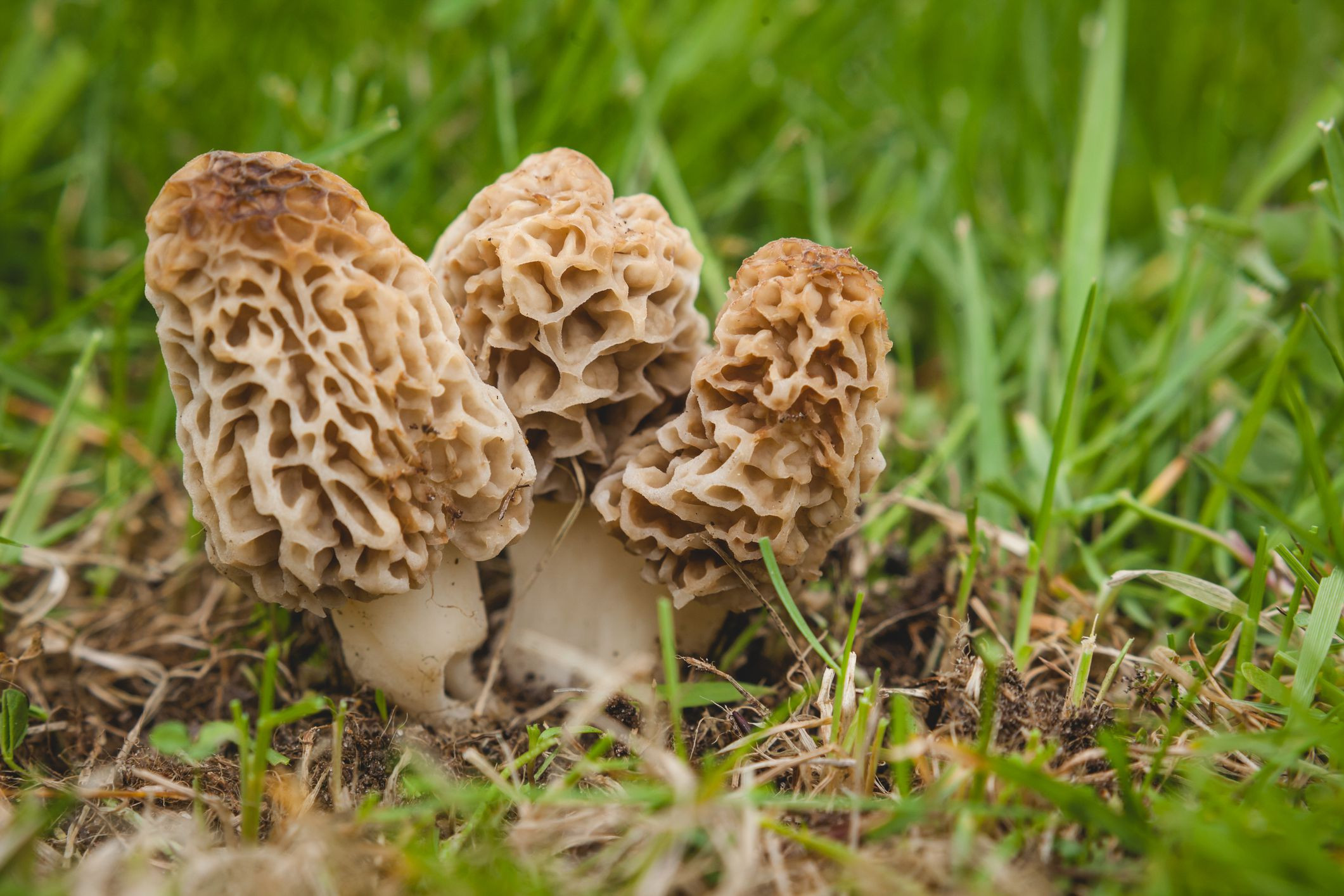 Grow Morel Mushrooms
 How to Grow and Care for Morel Mushrooms