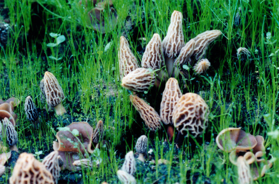 Grow Morel Mushrooms
 2 Morel Habitat Kit Web Special – Gourmet Mushrooms