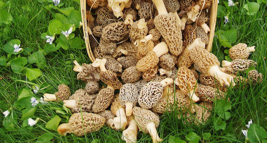 Grow Morel Mushrooms
 The Real Way to Grow Morel Mushrooms on Your Own
