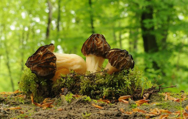 Grow Morel Mushrooms
 How To Grow Morel Mushrooms At Nearly $0 Without Searching