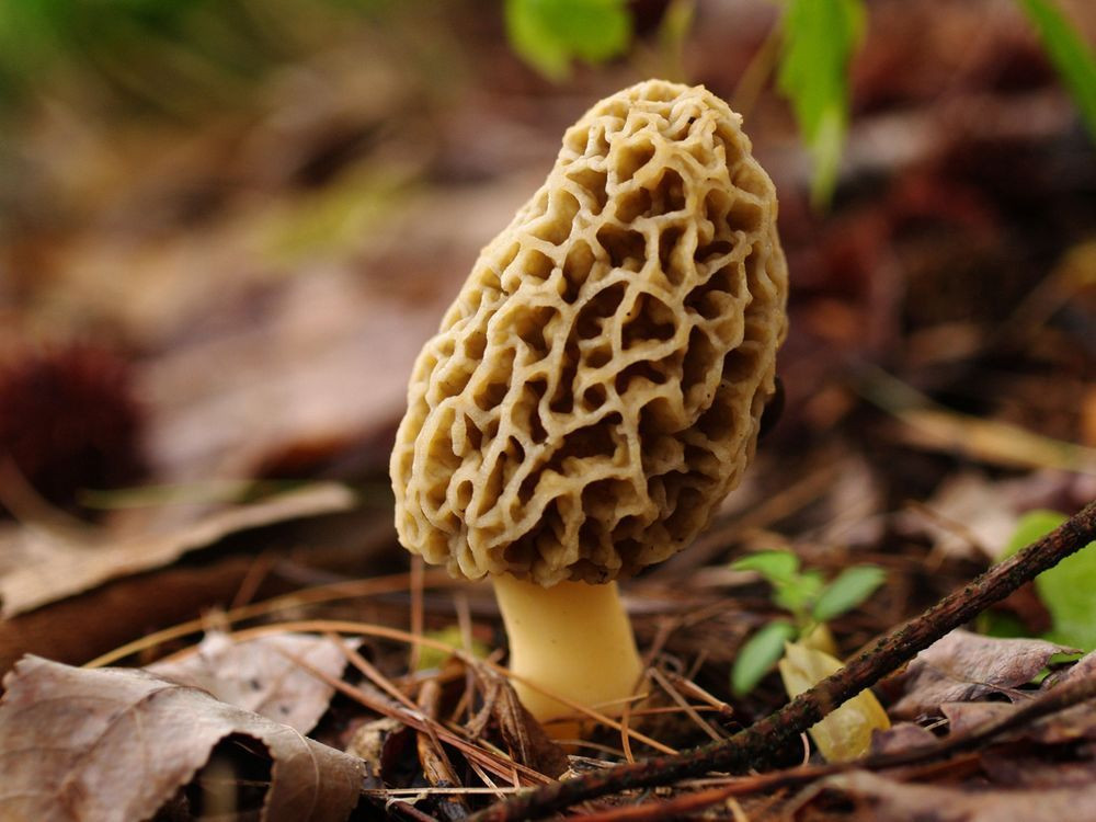 Grow Morel Mushrooms
 Morel Mushroom Spores Grow in your Backyard