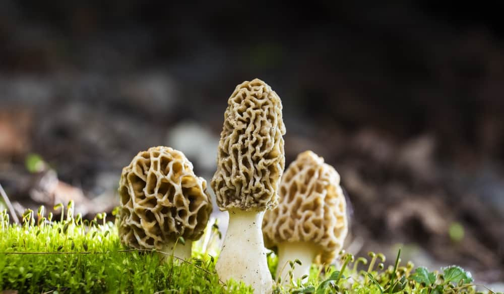 Grow Morel Mushrooms
 Video How to Grow Morel Mushrooms in Your Backyard