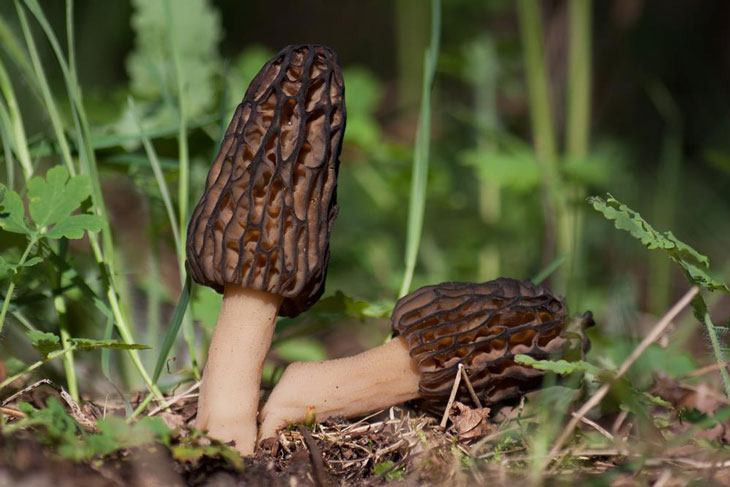 Grow Morel Mushrooms
 How To Grow Morel Mushrooms At Nearly $0 Without Searching