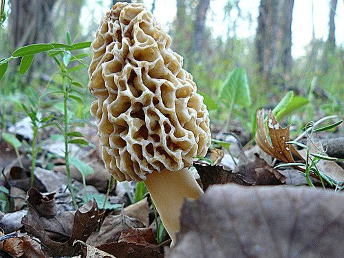 Grow Morel Mushrooms
 12 Tips for Hunting Morel Mushrooms Organic Authority