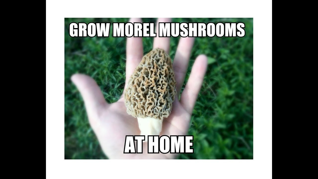 Grow Morel Mushrooms
 Grow Morel Mushrooms Start to Finish with Updates