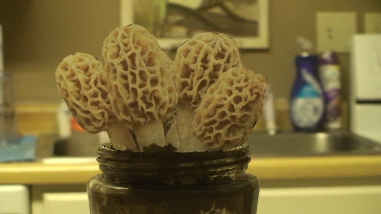 Grow Morel Mushrooms
 Grow Morel Mushrooms at home