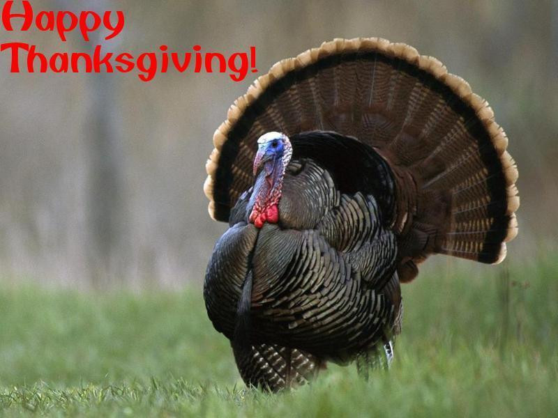 Happy Thanksgiving Turkey
 Happy Thanksgiving Turkey Thanksgiving Wallpaper
