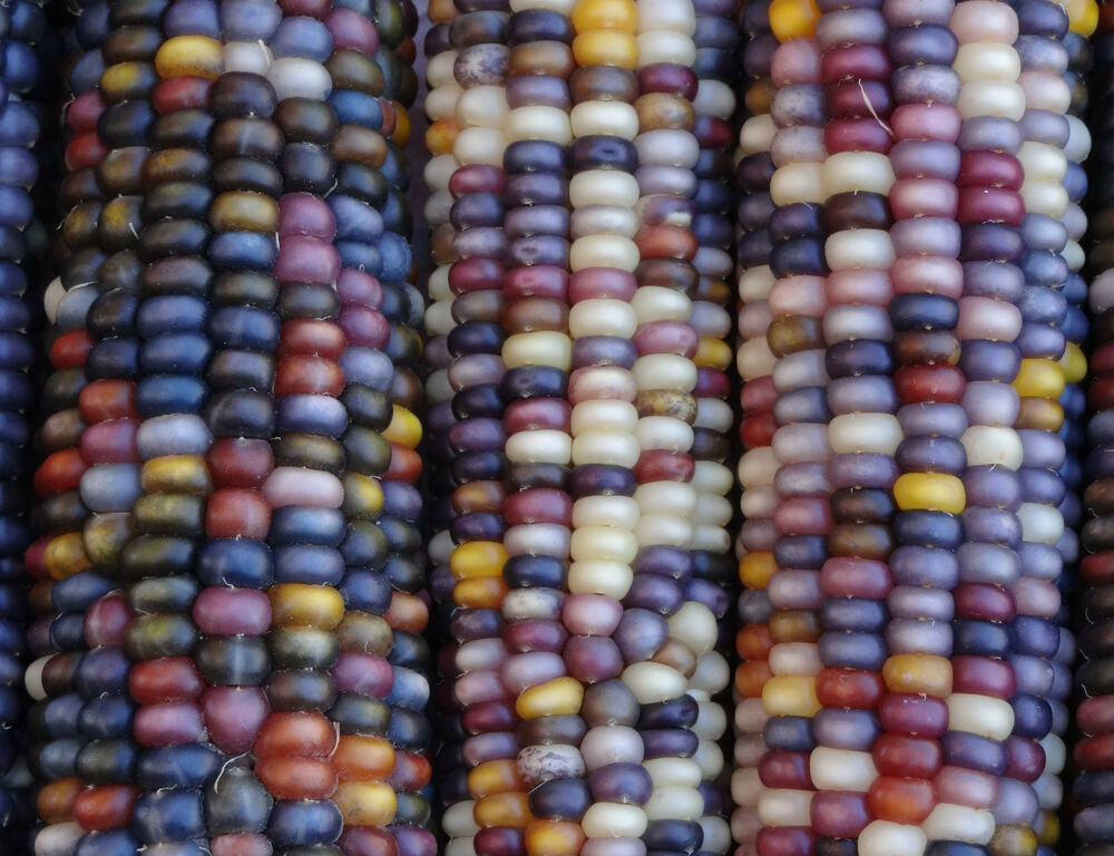 Indian Corn Seed
 400 Seeds Glass Gem Heirloom Indian Corn Non GMO Native