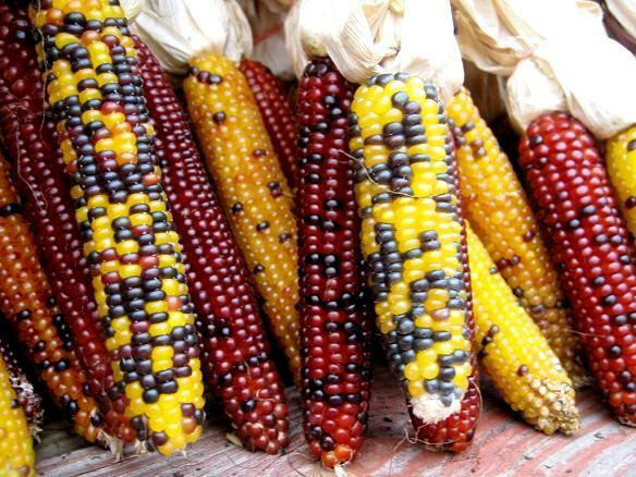 Indian Corn Seed
 HEIRLOOM CORN FLINT 60 SEEDS Indian corn ve able