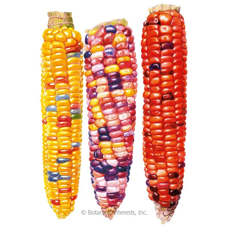 Indian Corn Seed
 Painted Hill Sweet Corn Seeds Ve ables Botanical