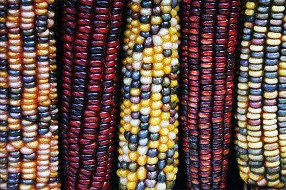 Indian Corn Seed
 Indian Corn Seed Certified NON GMO – hancockseed