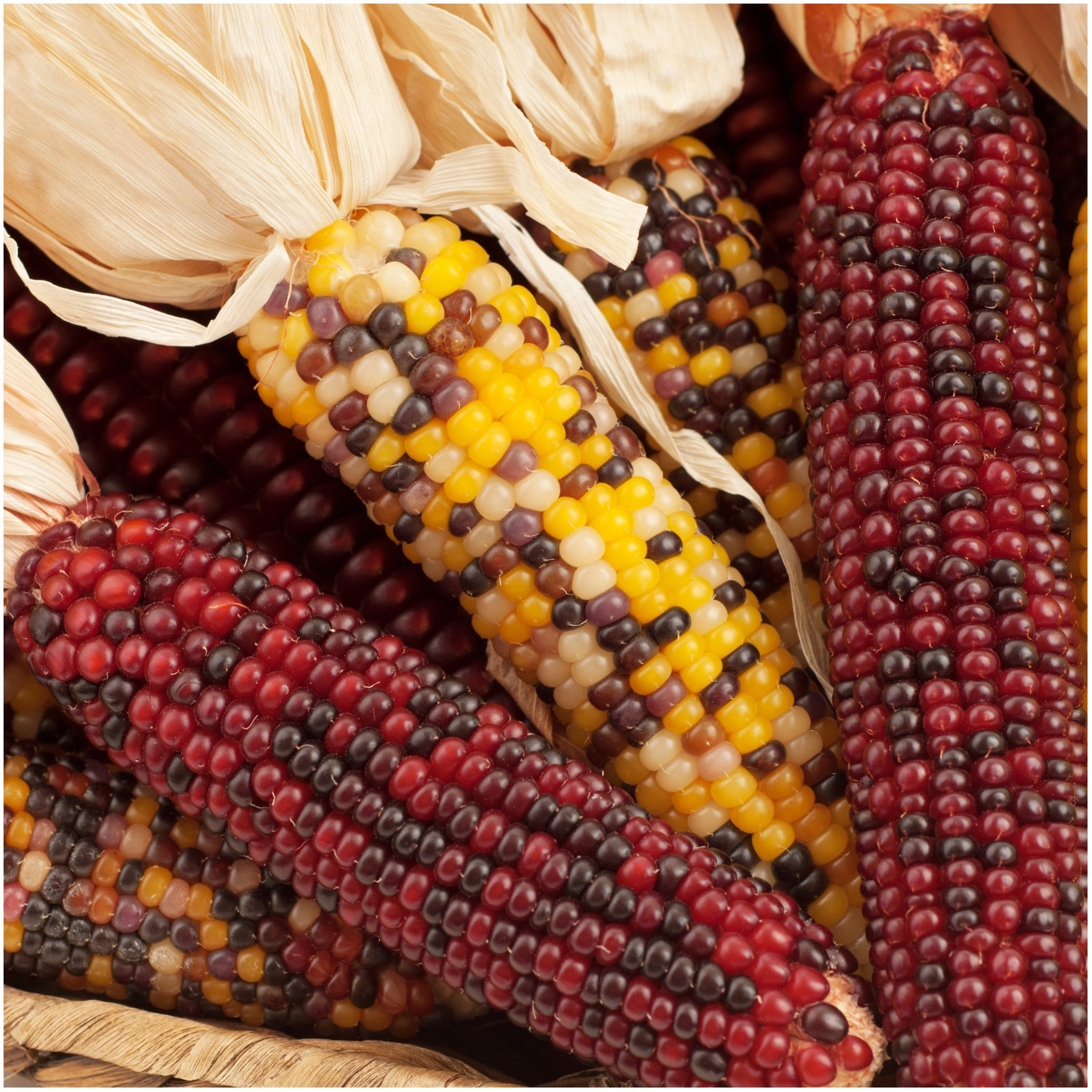 Indian Corn Seed
 Indian Corn Seeds Ornamental Mixture Zea mays Seed Needs