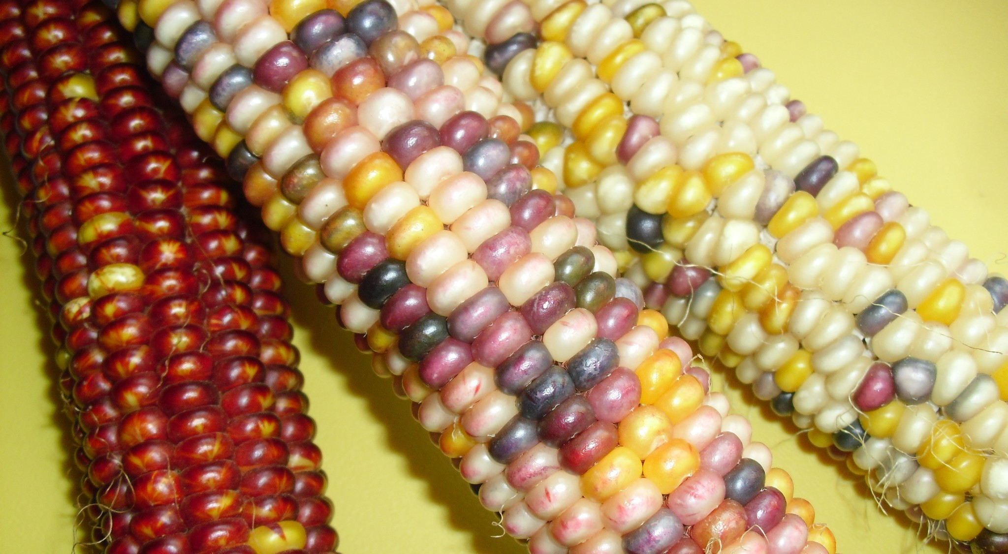 Indian Corn Seed
 Wearable Indian Corn – My Chicago Botanic Garden