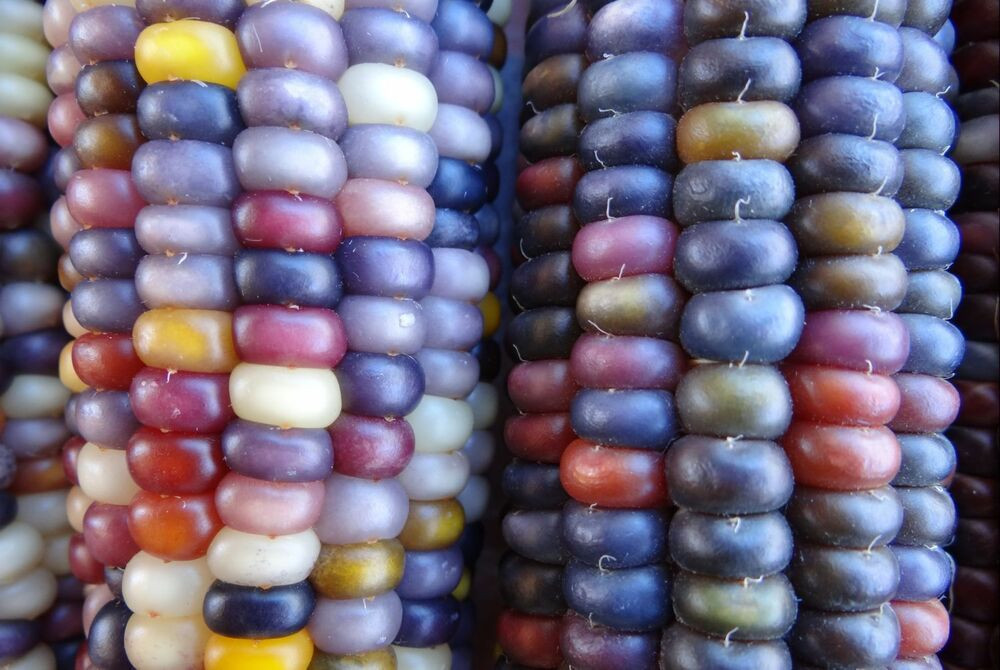 Indian Corn Seed
 Real Glass Gem Heirloom Indian Corn Seeds Non GMO Native