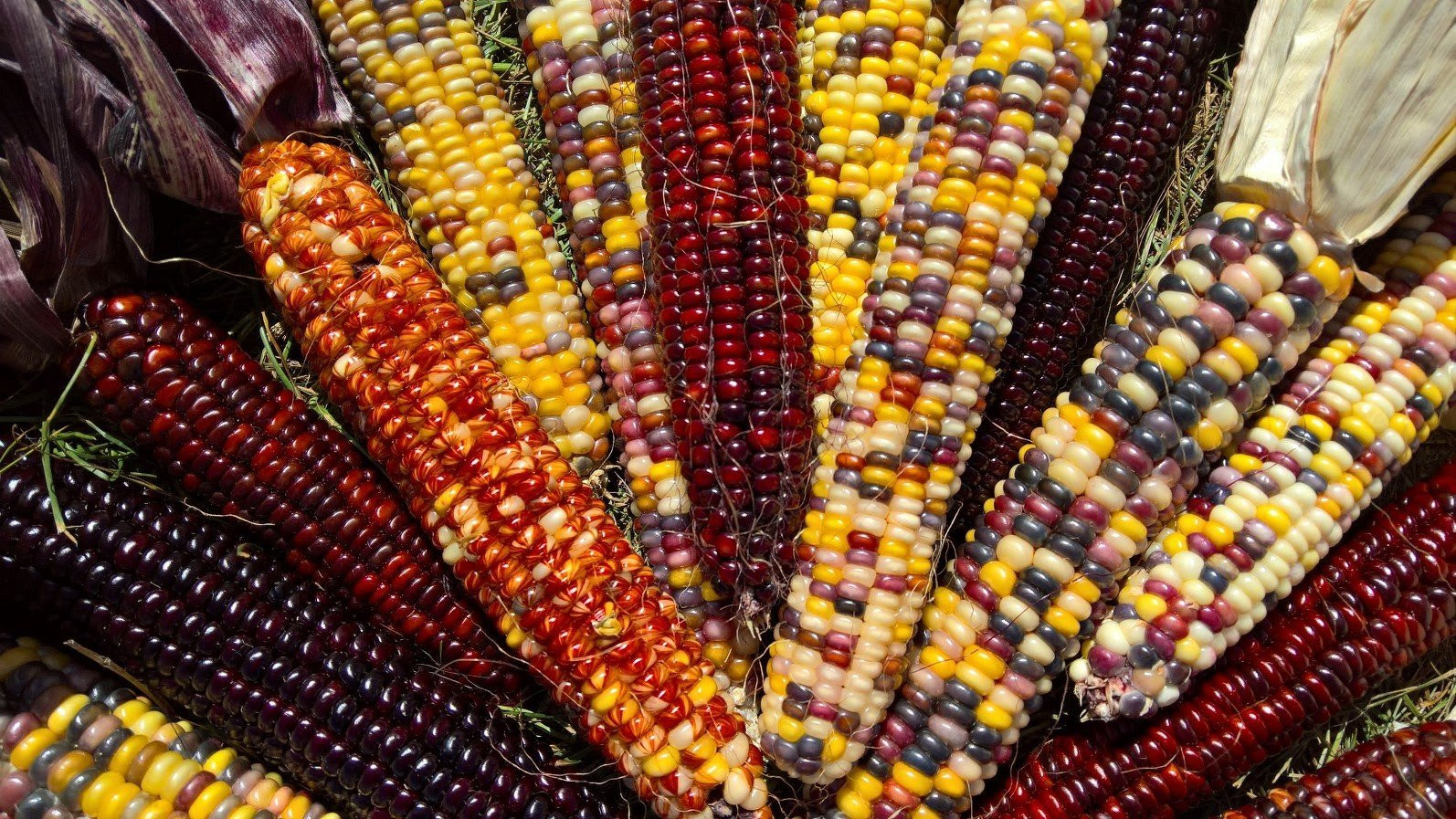 Indian Corn Seed
 Ve ables Indian Corn Zea mays Heirloom Ve able